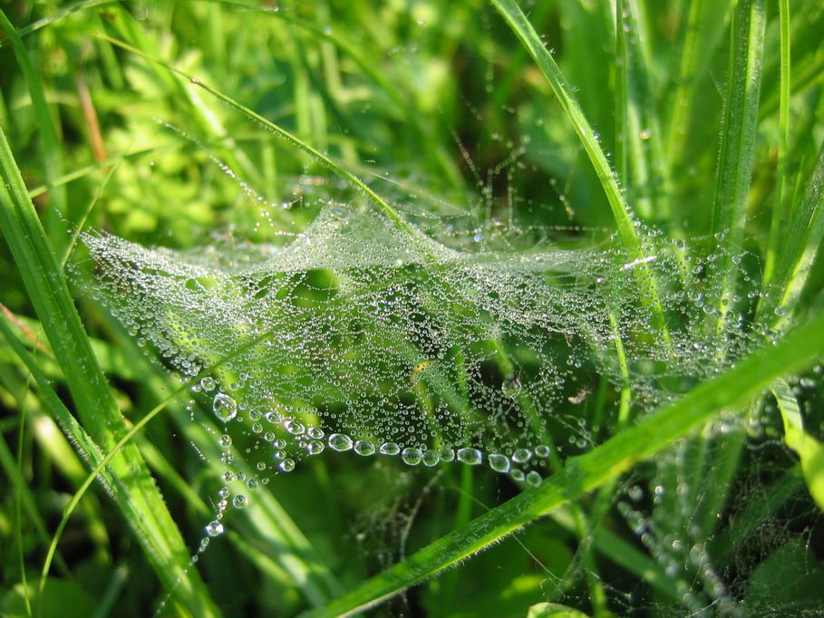 photo "Web" tags: macro and close-up, nature, flowers