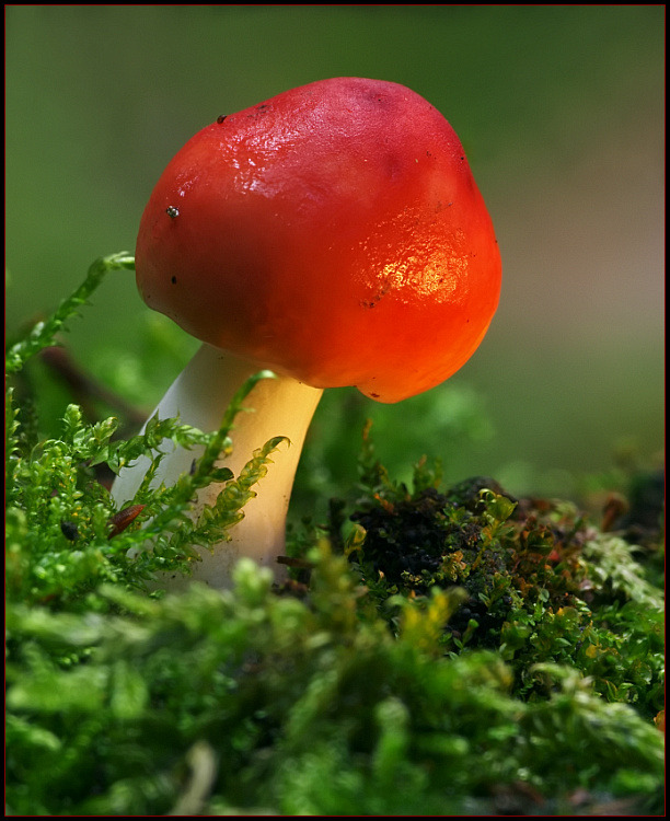 photo "Red Hat" tags: landscape, macro and close-up, forest