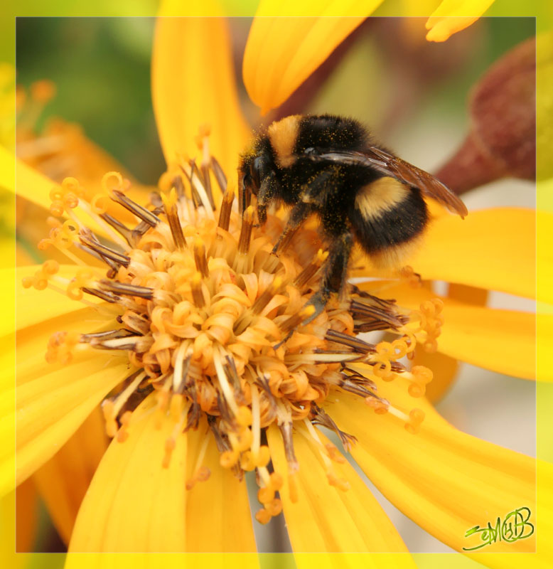 фото "Honey bomb." метки: природа, макро и крупный план, насекомое