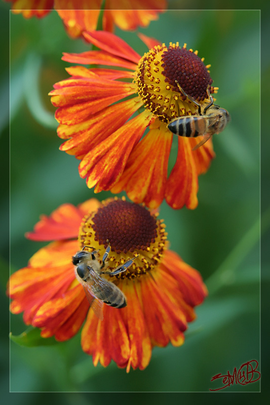 photo "Team-work" tags: nature, flowers, insect