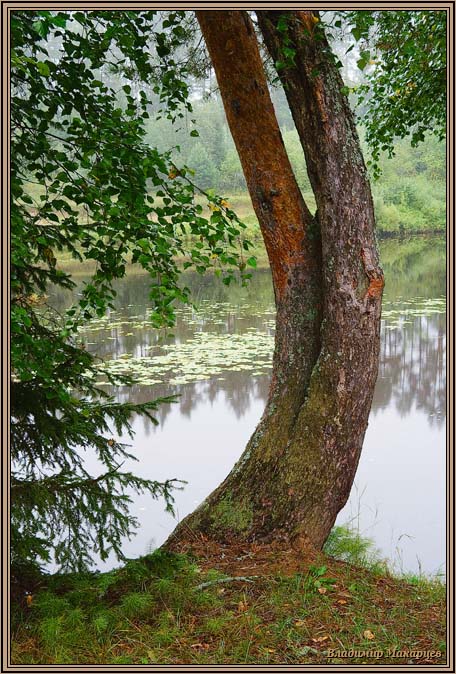 photo "***" tags: landscape, forest, water