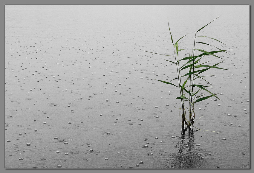 photo "Rain (1)" tags: landscape, water