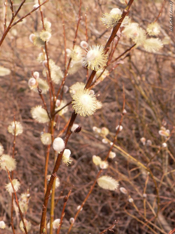 photo "Awakening of spring" tags: landscape, nature, flowers, spring