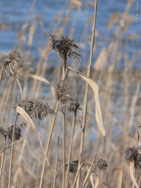 photo "Dry? - does not mean dead" tags: landscape, nature, flowers, spring