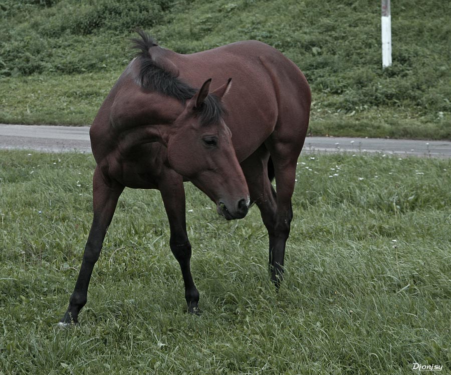 photo "Horse" tags: nature, pets/farm animals