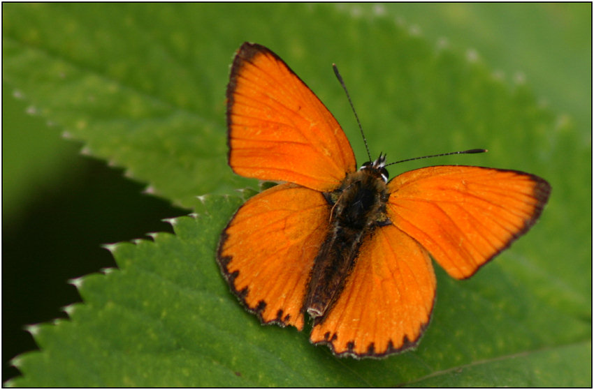 photo "Tchervonets fiery" tags: macro and close-up, nature, insect