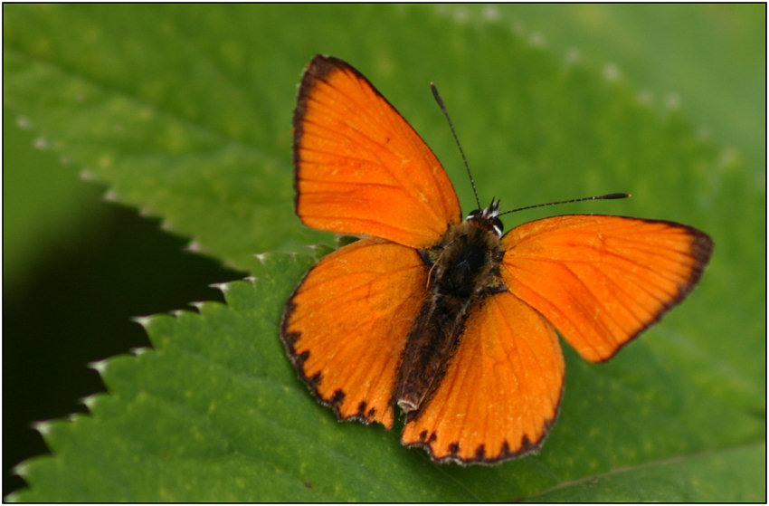 photo "Tchervonets fiery" tags: macro and close-up, nature, insect