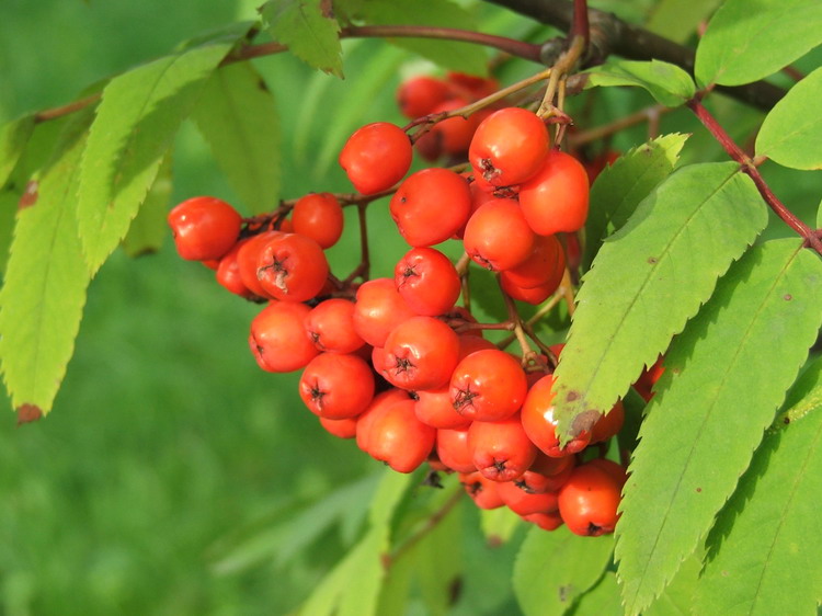 photo "Red on green" tags: landscape, nature, autumn, flowers