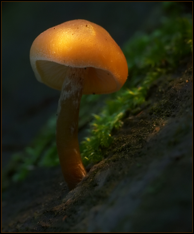 photo "(*" tags: landscape, macro and close-up, forest