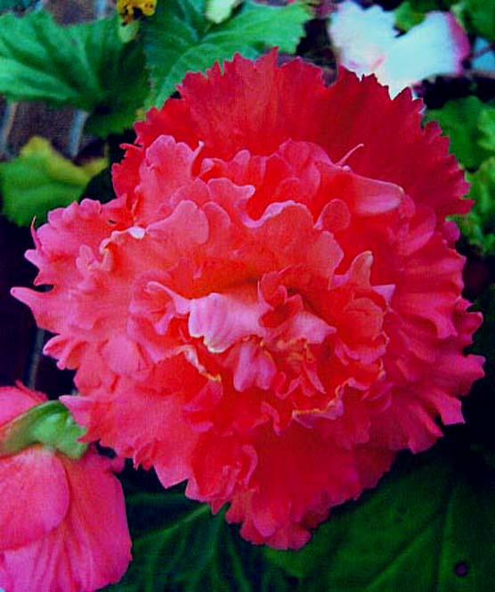 photo "Begonia "PInk Petticoat"" tags: macro and close-up, nature, flowers