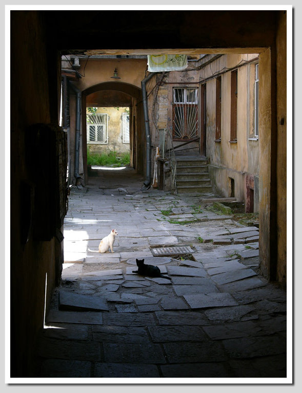 photo "Black cat, white cat" tags: architecture, landscape, 