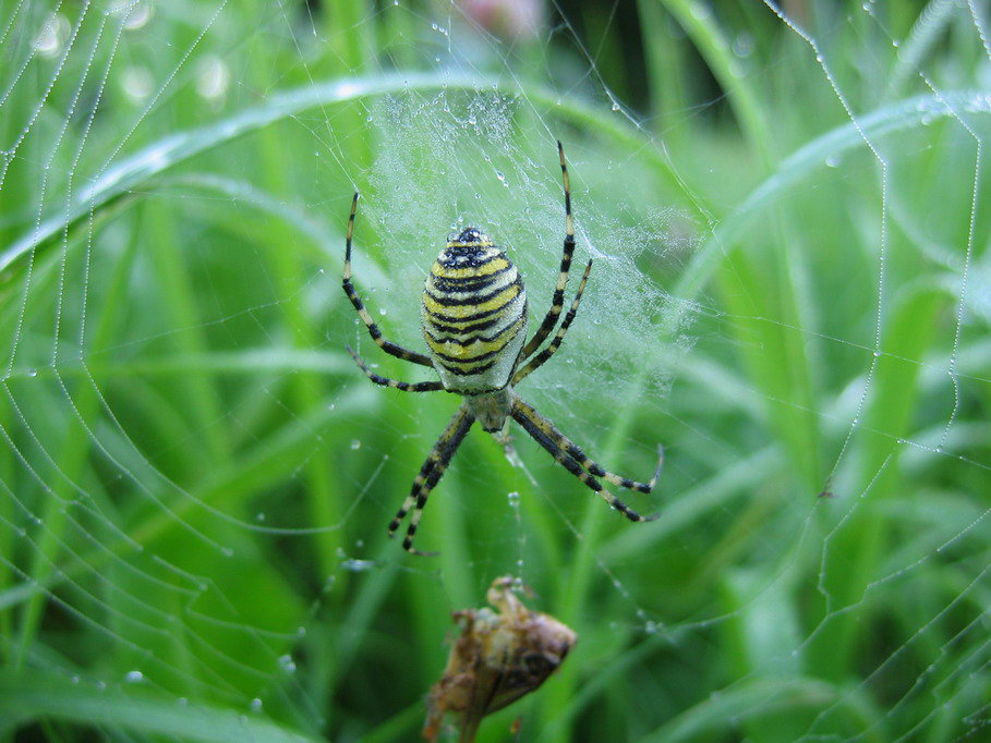 photo "Tragedy" tags: nature, macro and close-up, insect