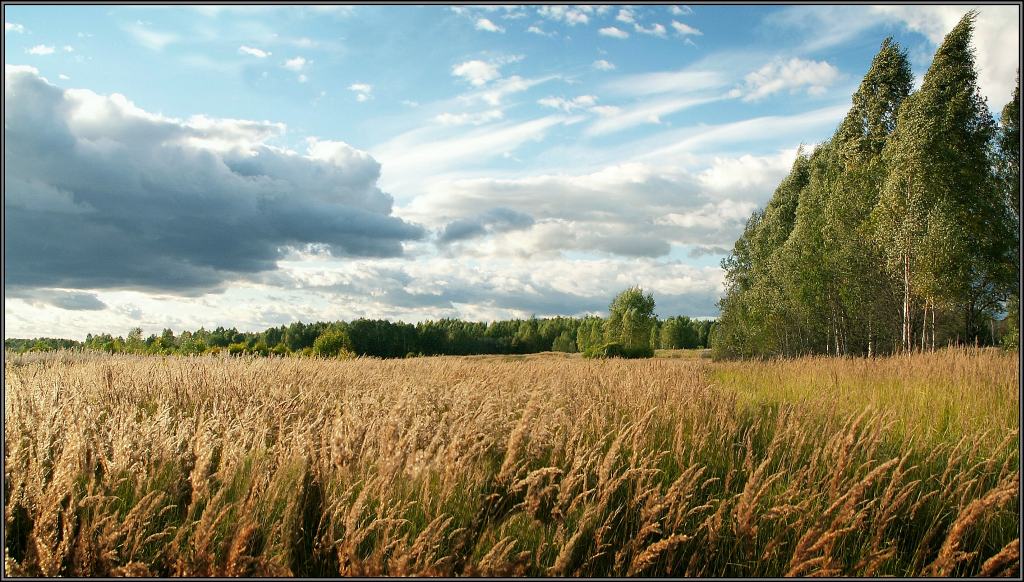 photo "Autumn grasses" tags: landscape, autumn