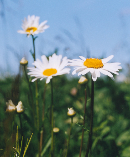 photo "The Camomiles" tags: landscape, summer