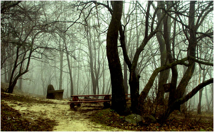 photo "loneliness" tags: landscape, forest, mountains
