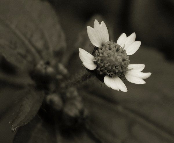 photo "***" tags: nature, macro and close-up, flowers