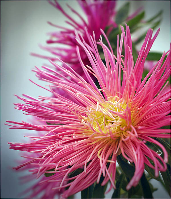 photo "***" tags: macro and close-up, nature, flowers