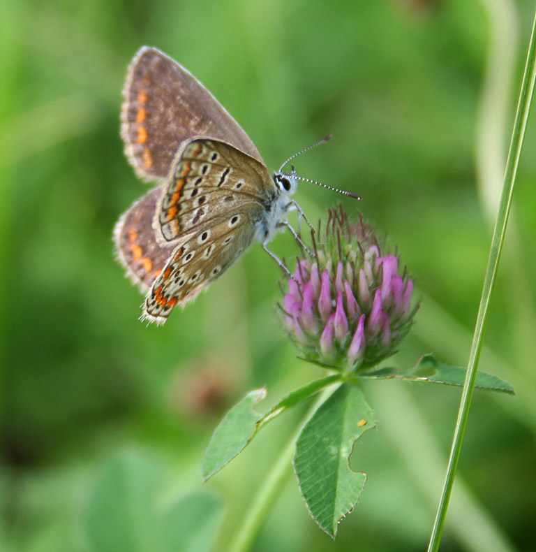 photo "***" tags: nature, flowers, insect