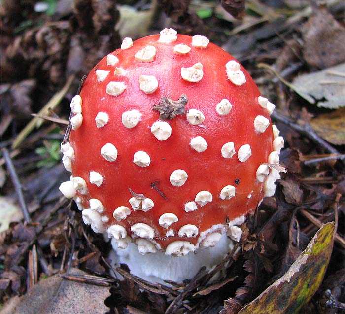 photo "Fly agaric" tags: nature, macro and close-up, flowers