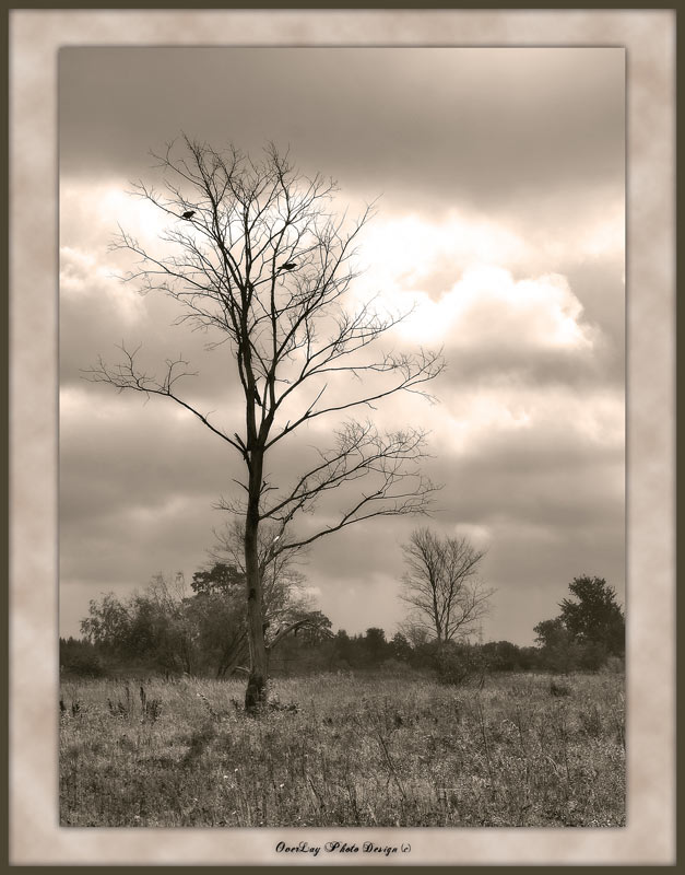 photo "Ритм уходящей жизни" tags: landscape, autumn, forest