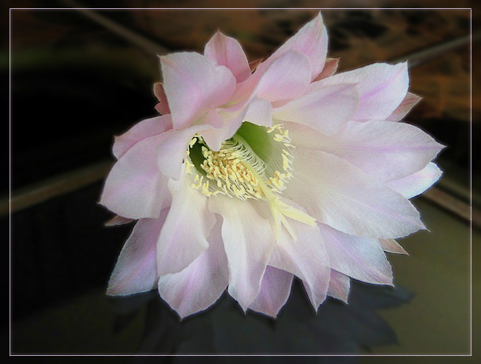 photo "Echinopsis" tags: nature, flowers