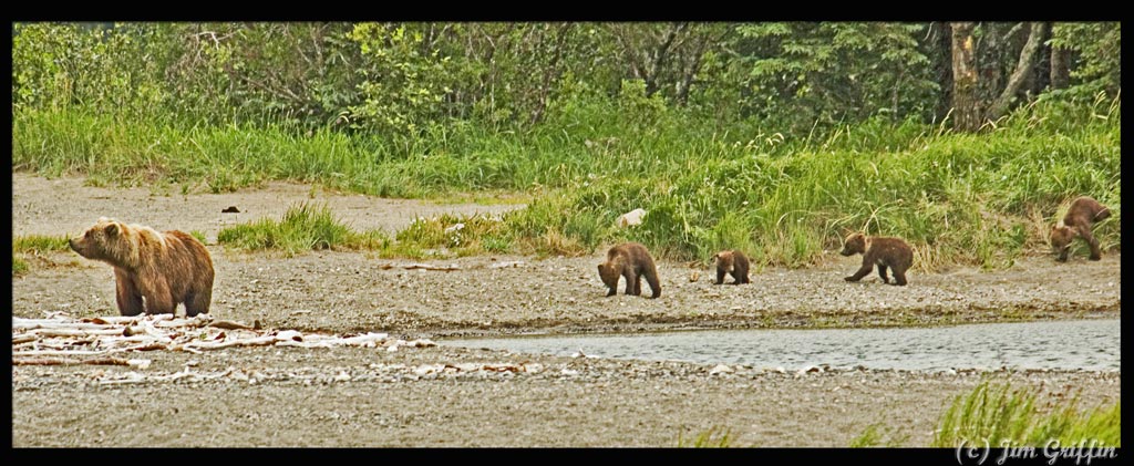 фото "Mom and the 4 cubs" метки: природа, путешествия, Северная Америка, дикие животные