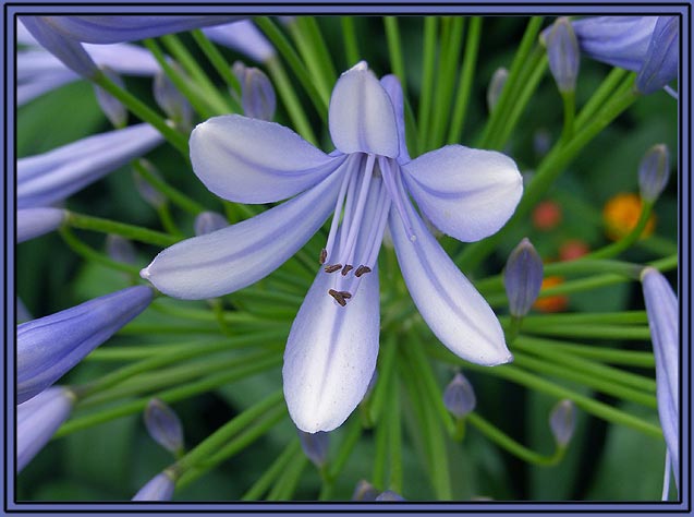 photo "Delicate" tags: nature, flowers