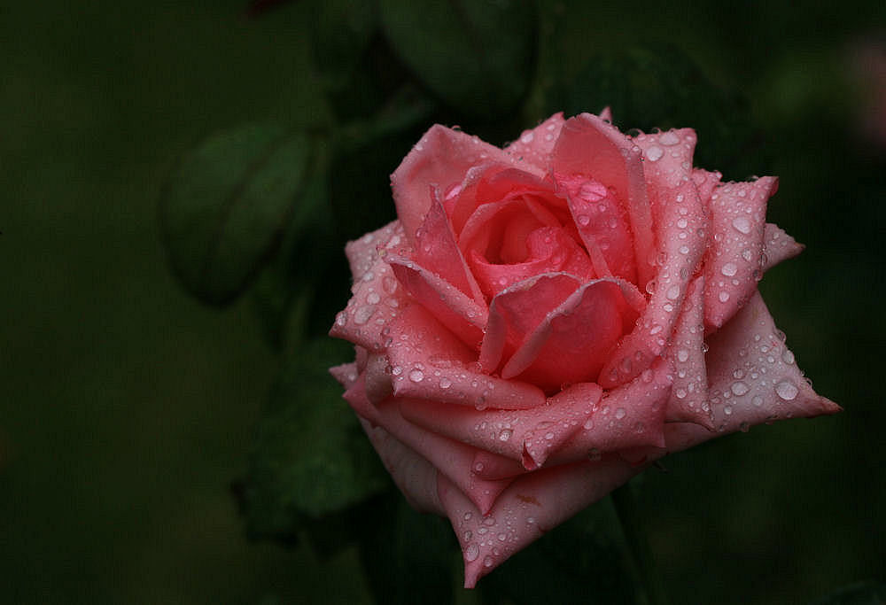photo "After the rain" tags: nature, flowers