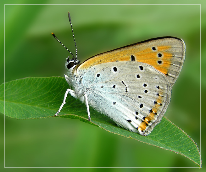 photo "* * *" tags: nature, macro and close-up, insect