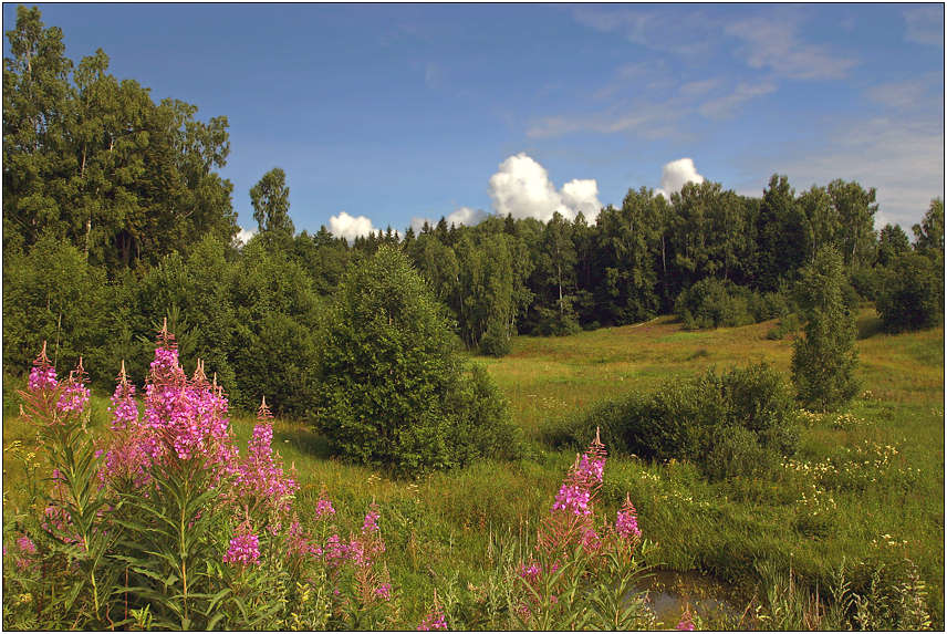 photo "The middle of July" tags: landscape, forest, summer