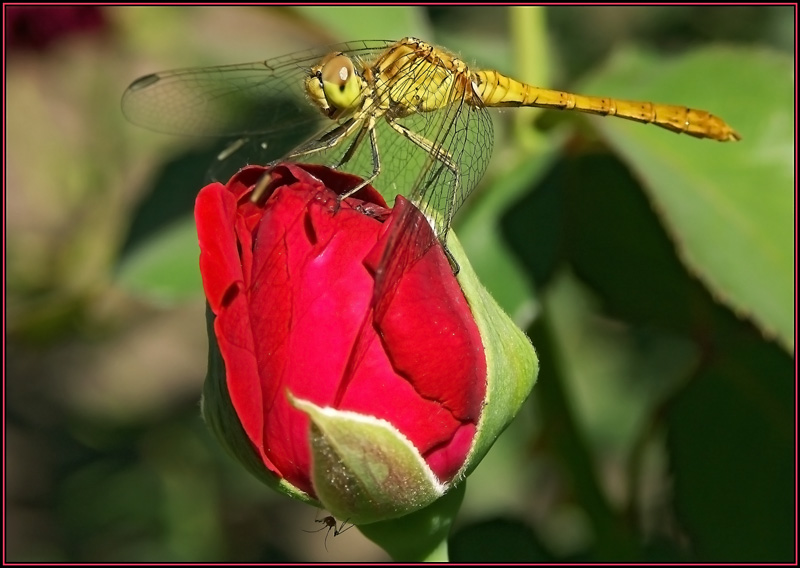 photo "***" tags: nature, flowers, insect