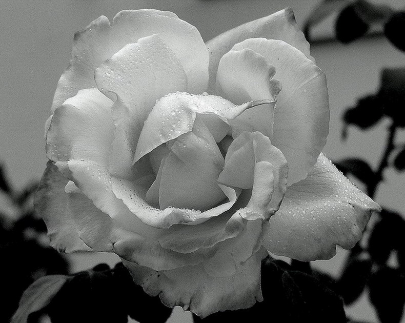 photo "Flower in Black and White" tags: nature, flowers
