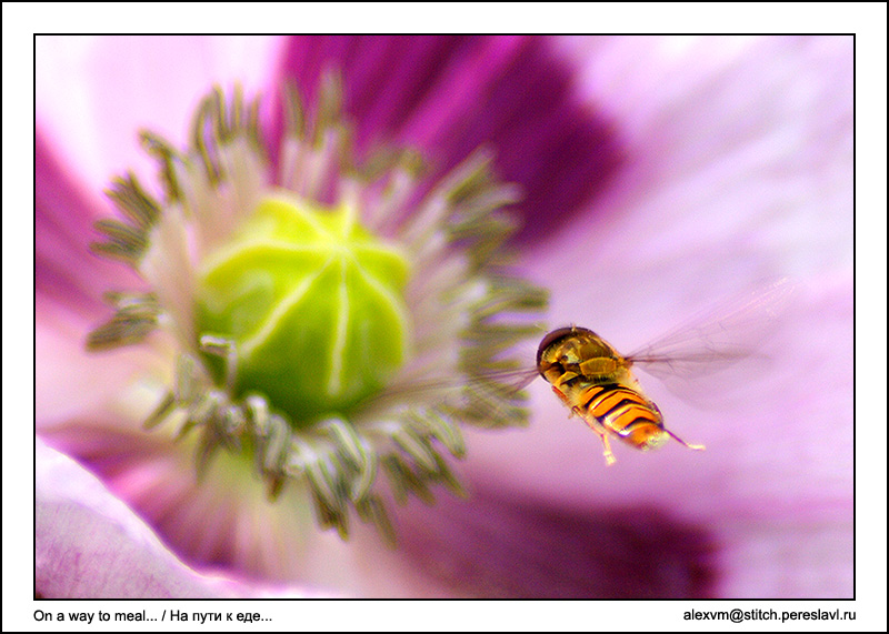 photo "On a way to meal" tags: nature, macro and close-up, insect