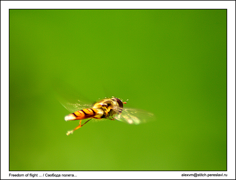 photo "Freedom of flight" tags: nature, macro and close-up, insect