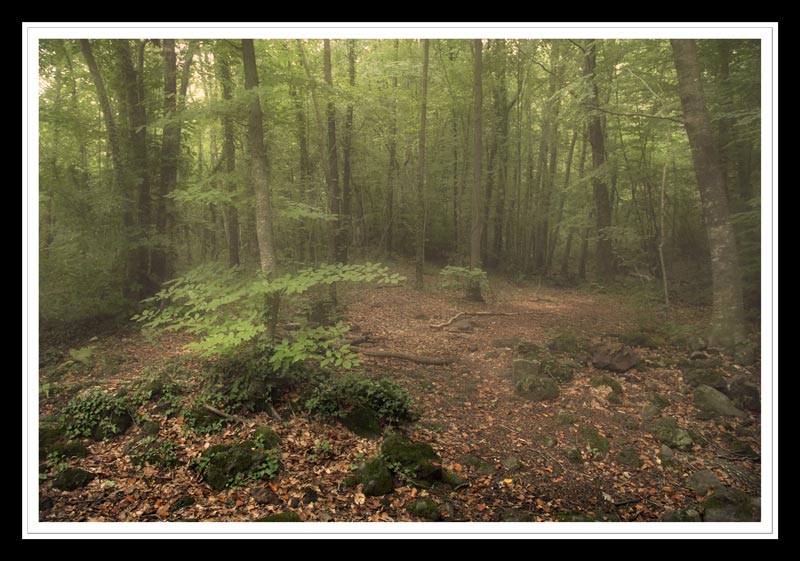 photo "Fageda 08/06" tags: landscape, forest