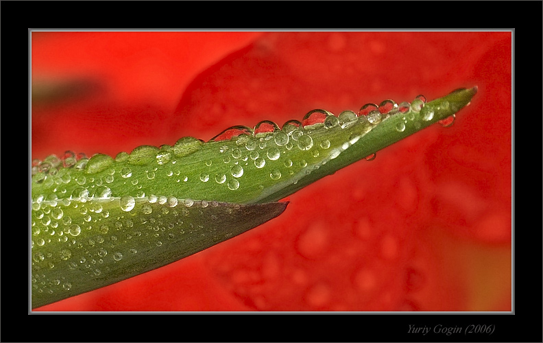 photo "In rain drops" tags: nature, macro and close-up, flowers