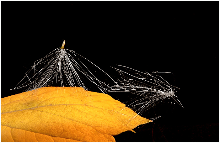 photo "Don't you leave" tags: macro and close-up, abstract, 