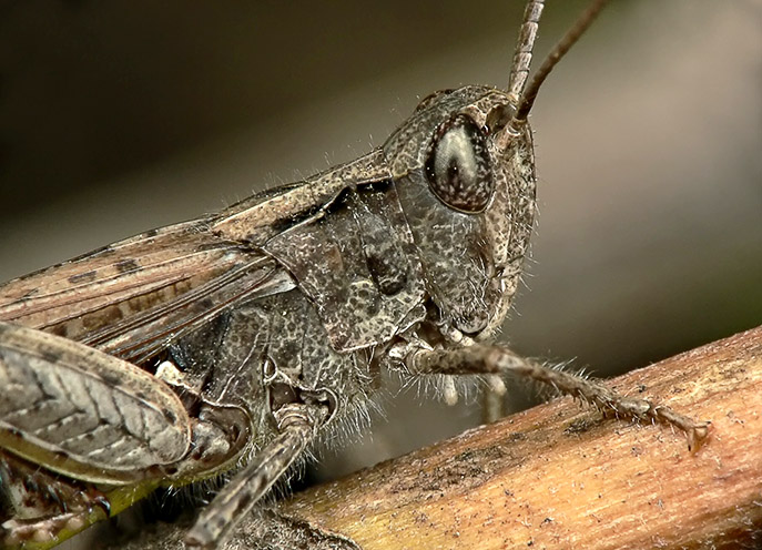 photo "***" tags: macro and close-up, 