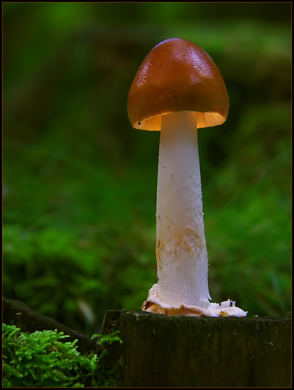 photo "Rocket" tags: landscape, macro and close-up, forest