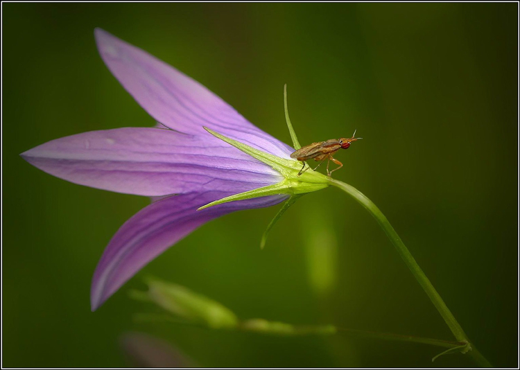 photo "To fly or not? :)" tags: macro and close-up, nature, flowers