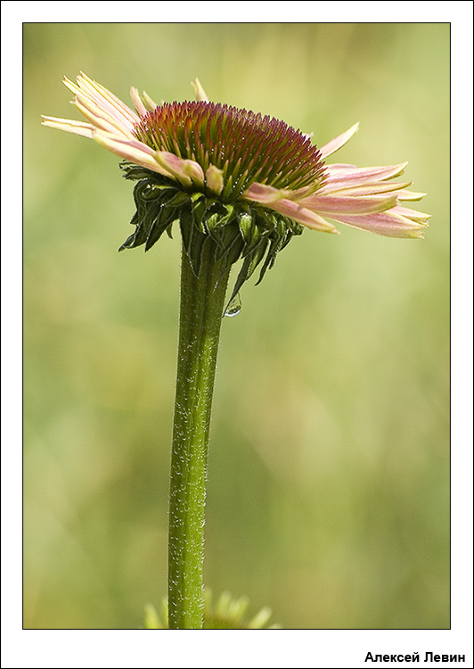 photo "***" tags: nature, flowers