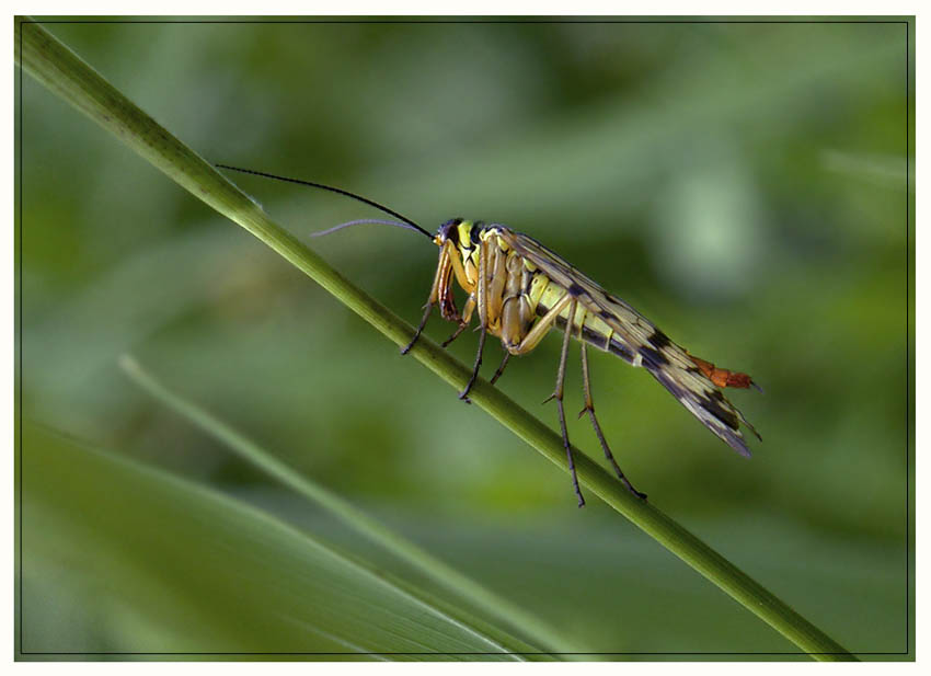 photo "***" tags: nature, macro and close-up, insect