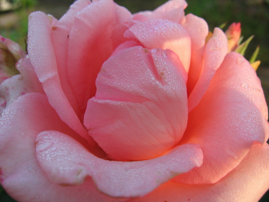 photo "Tenderness" tags: nature, macro and close-up, flowers