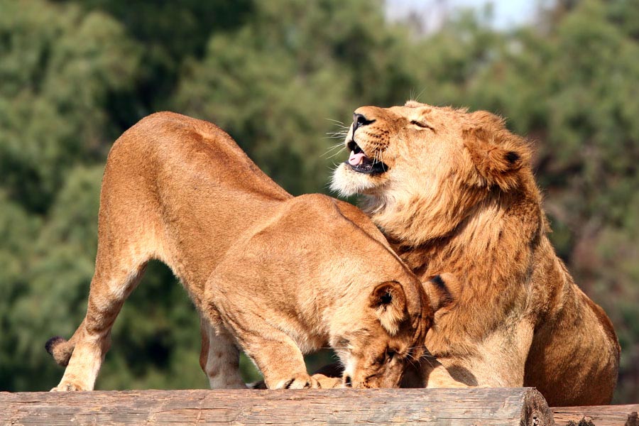 photo "Lions games" tags: nature, wild animals