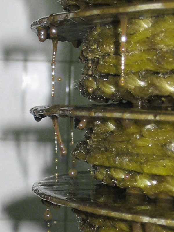 photo "my extra-virgin olive oil" tags: , 