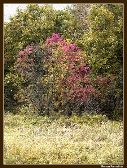 фото "Fall is coming..." метки: пейзаж, лес