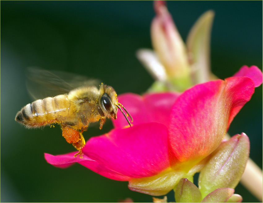 photo "***" tags: macro and close-up, nature, insect