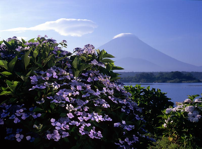 photo "Hydrangeas" tags: landscape, nature, flowers, mountains