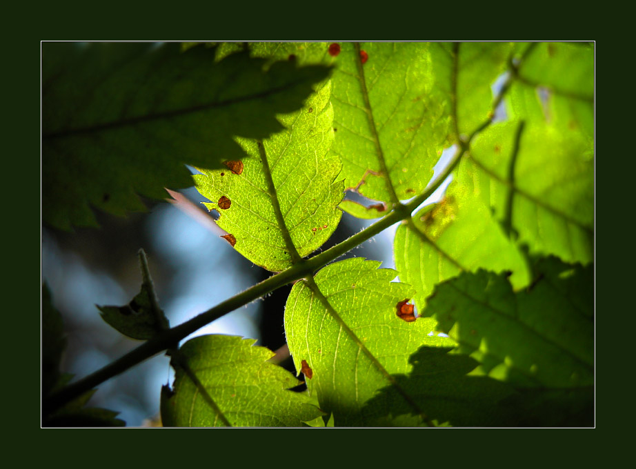 photo "Sight at leaving summer" tags: nature, flowers