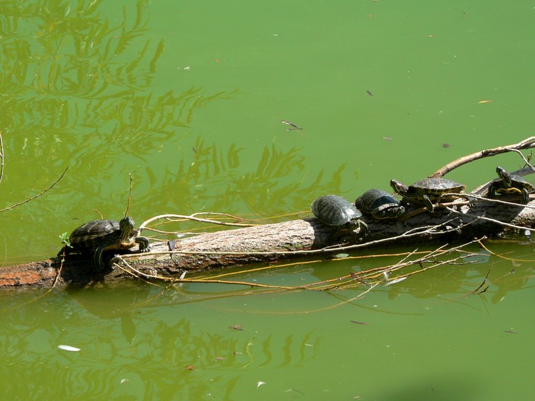 photo "***" tags: nature, wild animals
